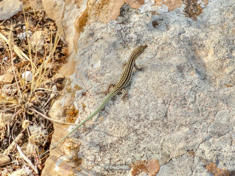 🇪🇸 Lagartija de las Pitiusas, Formentera