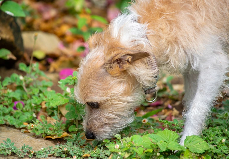 blog-guane-barichara-01