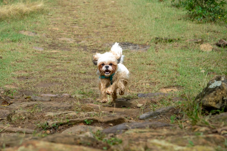 blog-guane-barichara-03